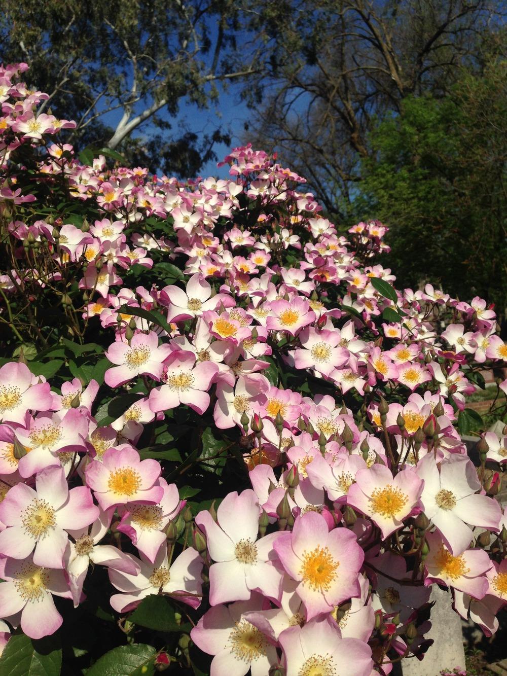 Photo of the bloom of Rose (Rosa 'Lyda Rose') posted by HamiltonSquare ...