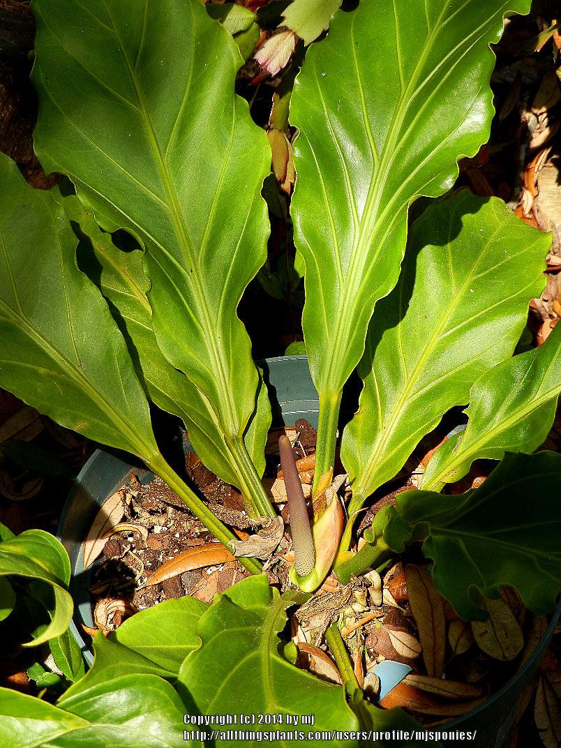 Anthuriums Plant Care and Collection of Varieties