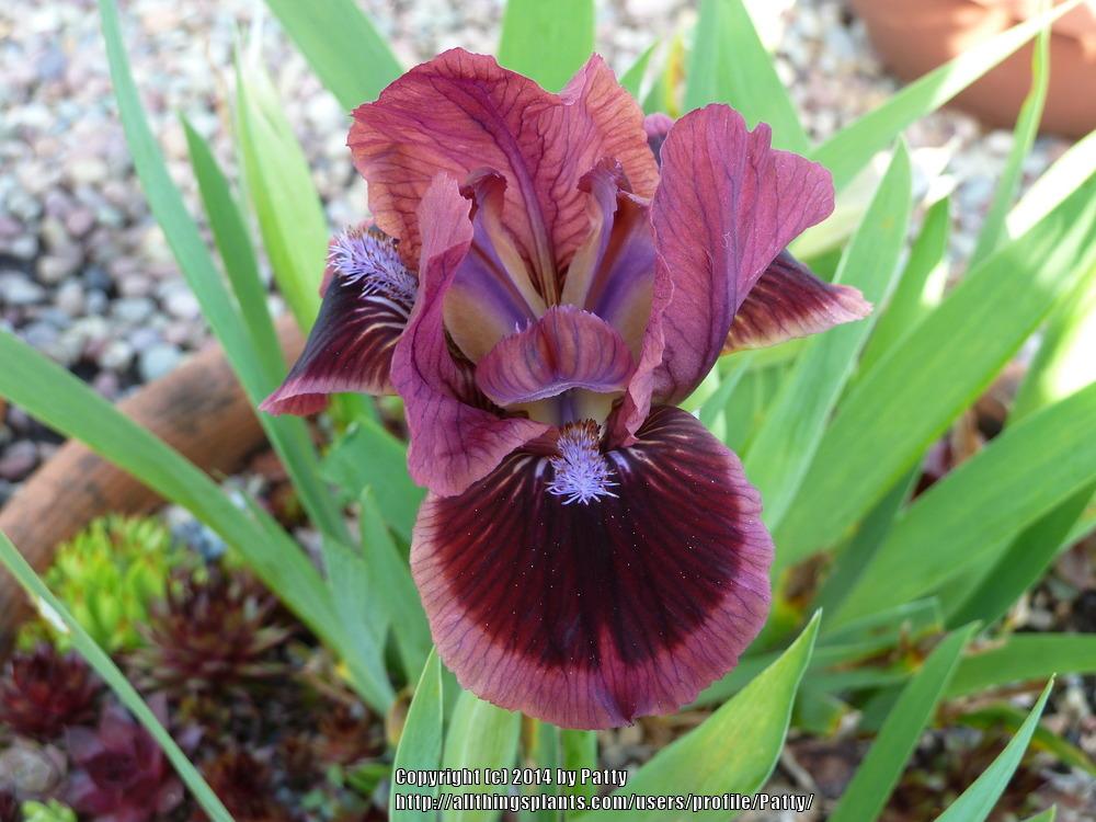 Photo of the entire plant of Standard Dwarf Bearded Iris (Iris 'Cat's