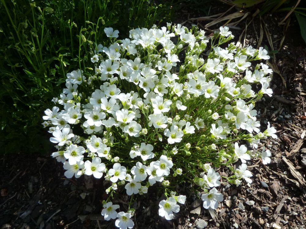 Arenaria grandiflora