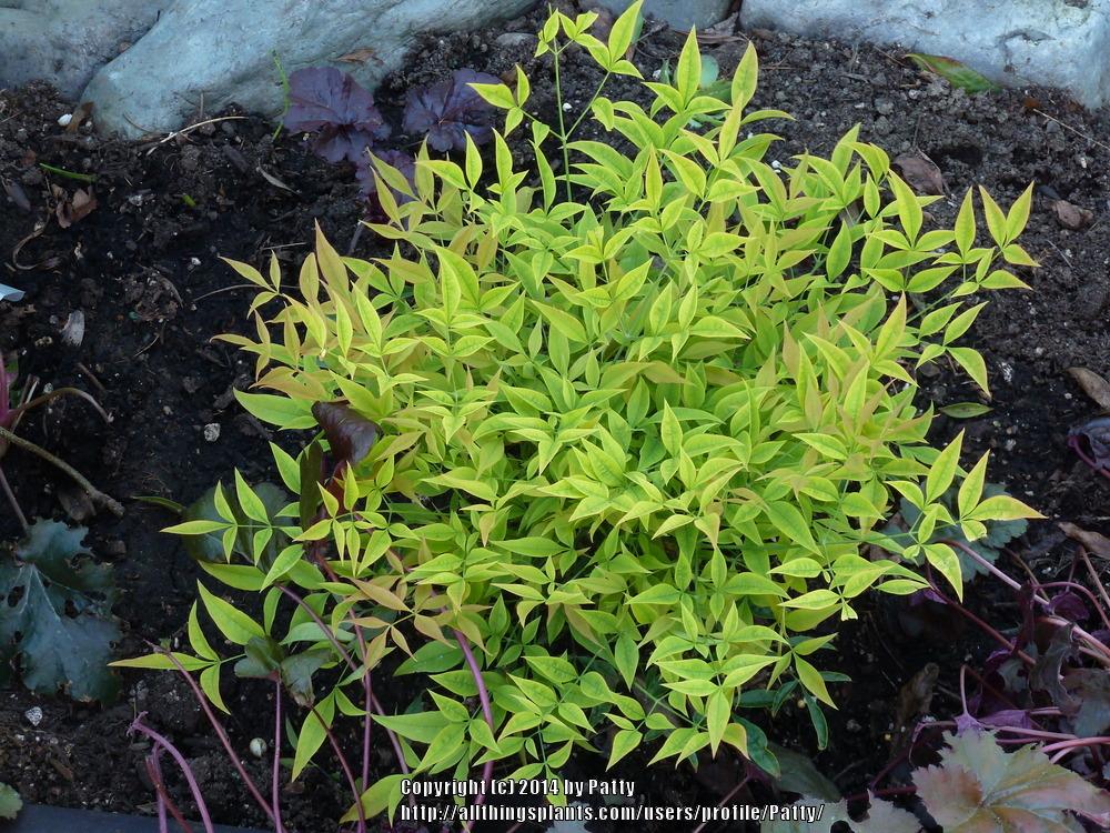 Heavenly Bamboos Plant Care and Collection of Varieties