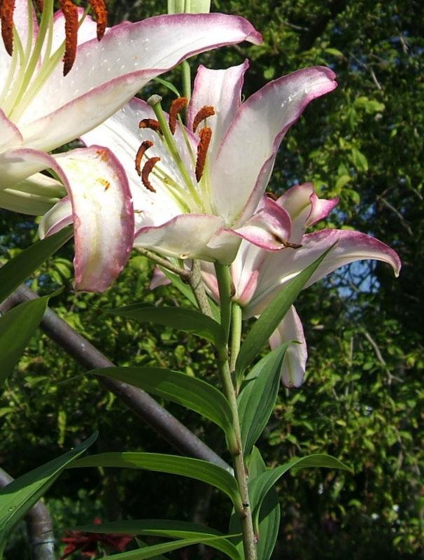 Photo of the leaves of Lily (Lilium 'Hotline') posted by pirl