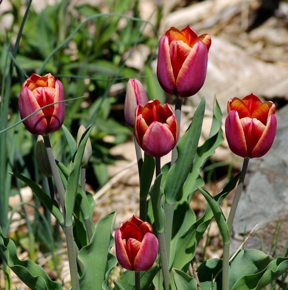 Photo of the bloom of Tulip (Tulipa 'Tennessee') posted by dirtdorphins