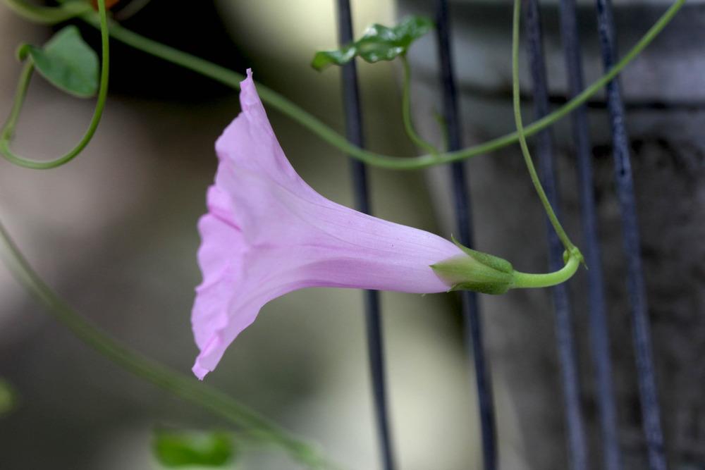 Poison Morning Glory (Ipomoea muelleri) in the Morning Glories Database