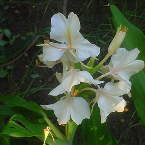 Hardy Ginger Lily (Hedychium 'Pradhanii') in the Ginger Lilies Database