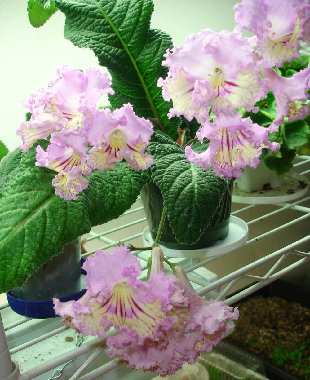 Cape Primrose (Streptocarpus 'Renia') in the Cape Primroses Database