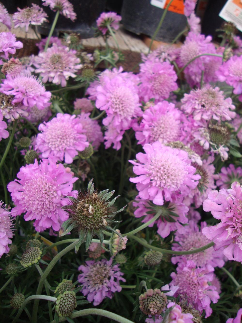 Photo of the bloom of Pincushion Flower (Scabiosa columbaria 'Pink Mist
