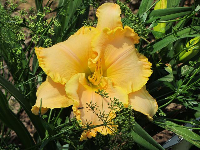 Daylily (Hemerocallis 'Toad Strangler') in the Daylilies Database ...