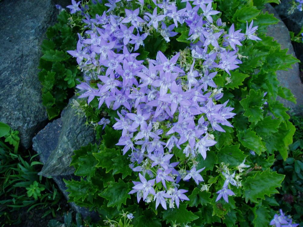 Bellflowers Plant Care and Collection of Varieties