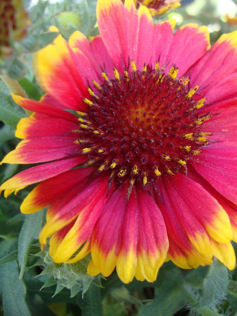 Blanket Flowers Plant Care and Collection of Varieties