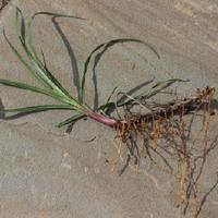 Notatum Roots Photo of the roots of Bahiagrass (Paspalum notatum) posted by dave ...