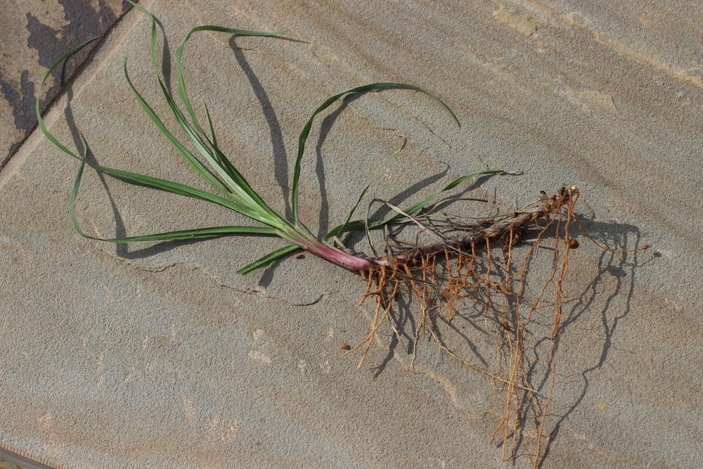 Notatum Roots Photo of the roots of Bahiagrass (Paspalum notatum) posted by dave ...