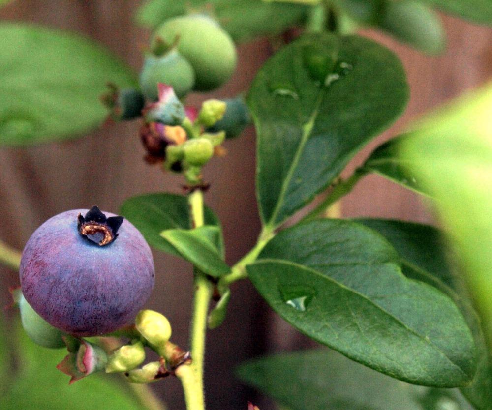 Photo of the fruit of Southern High Bush Blueberry (Vaccinium virgatum