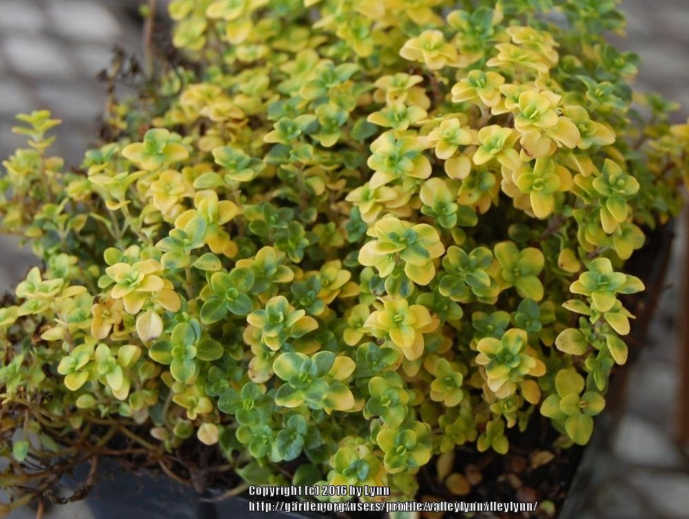 Photo of the leaves of Creeping Thyme (Thymus 'Doone Valley') posted by