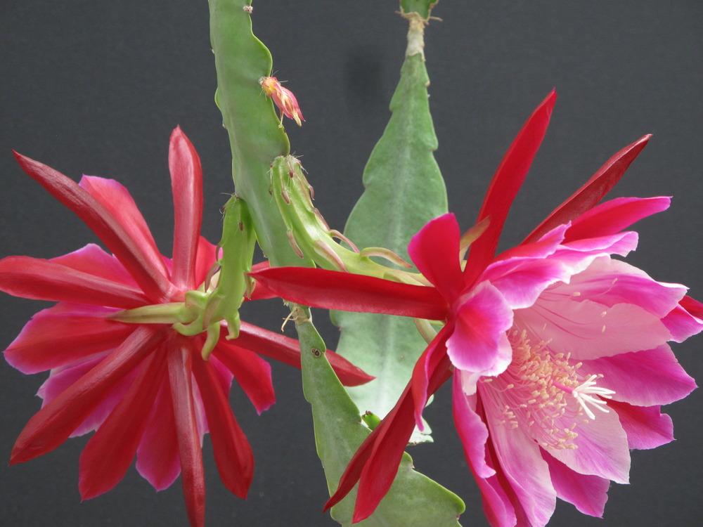 Epiphyllum Plant Care and Collection of Varieties