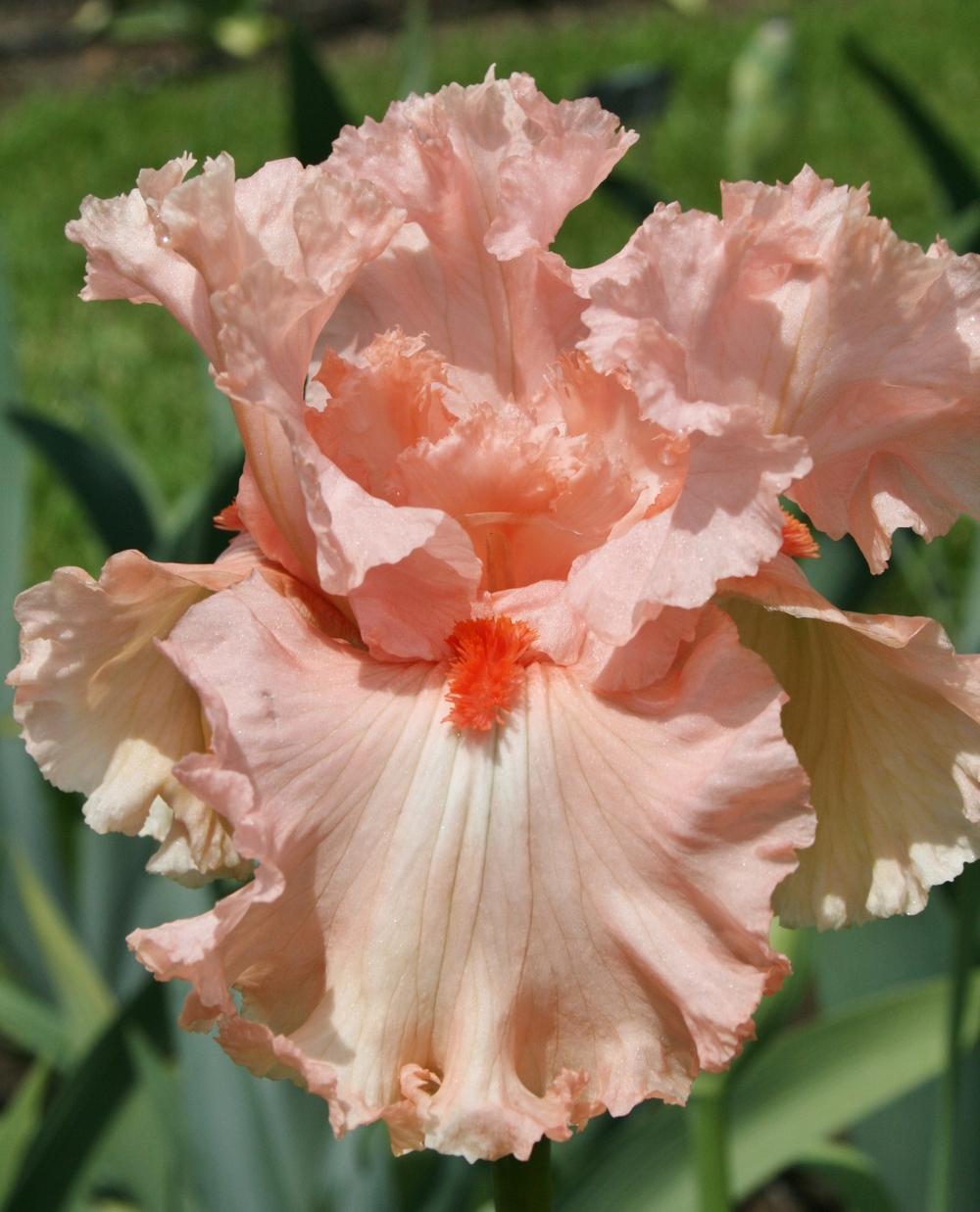 Photo of the bloom of Tall Bearded Iris (Iris 'Guardian Angel') posted