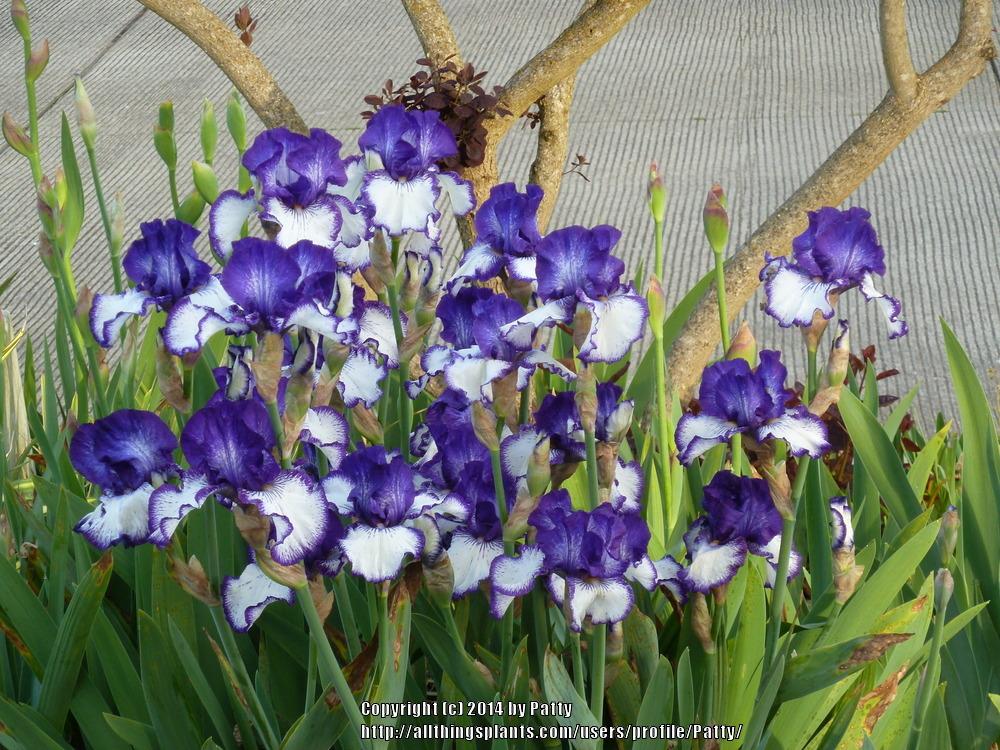 Photo of the entire plant of Tall Bearded Iris (Iris 'Art Deco') posted