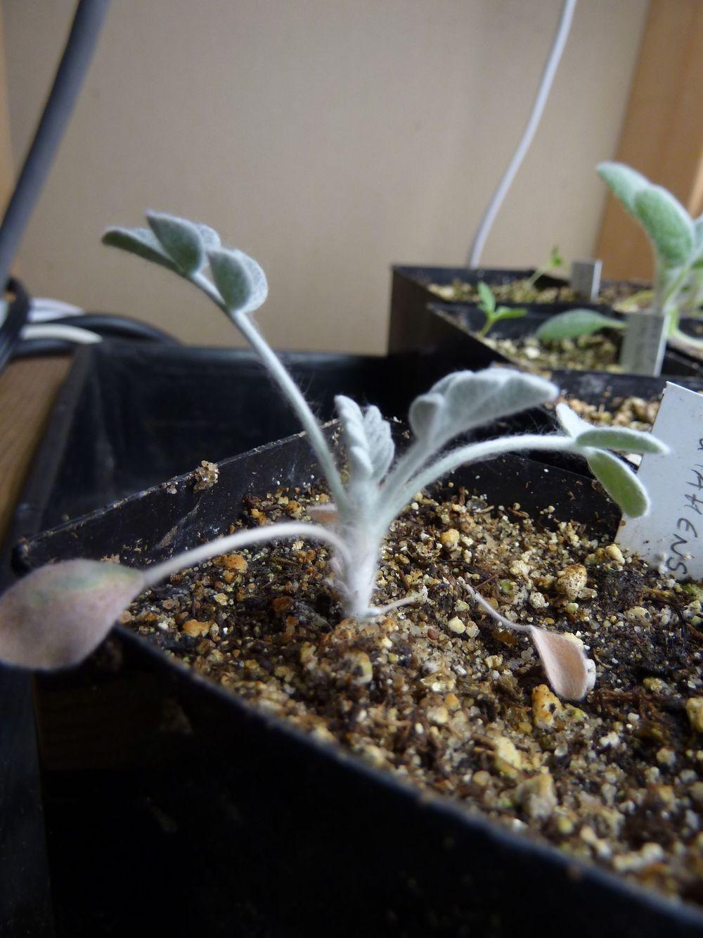 Photo of the seedling or young plant of Utah Milkvetch (Astragalus