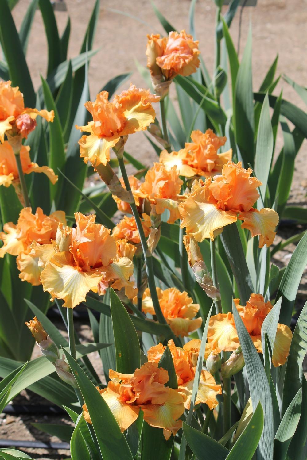 Photo of the bloom of Tall Bearded Iris (Iris 'Great Balls of Fire