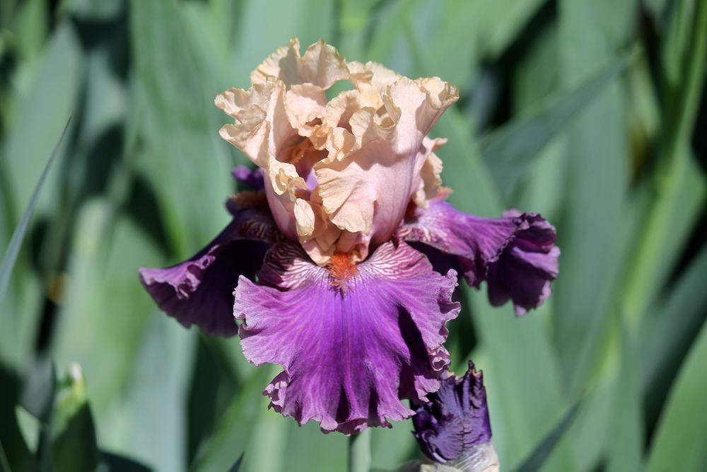 Tall Bearded Iris (Iris 'Puff the Magic') in the Irises Database