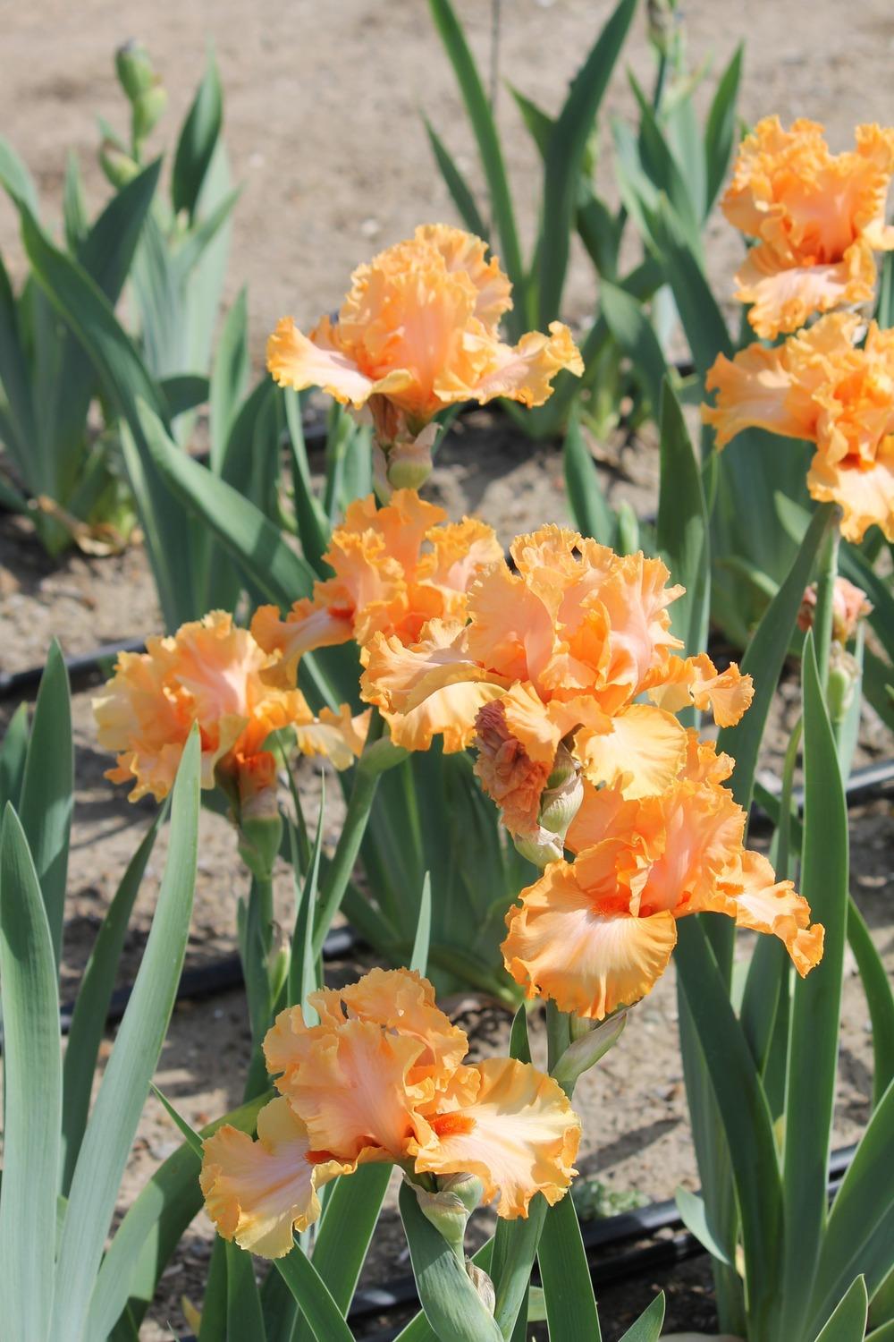 Photo of the bloom of Tall Bearded Iris (Iris 'Jazz Pizzazz') posted by