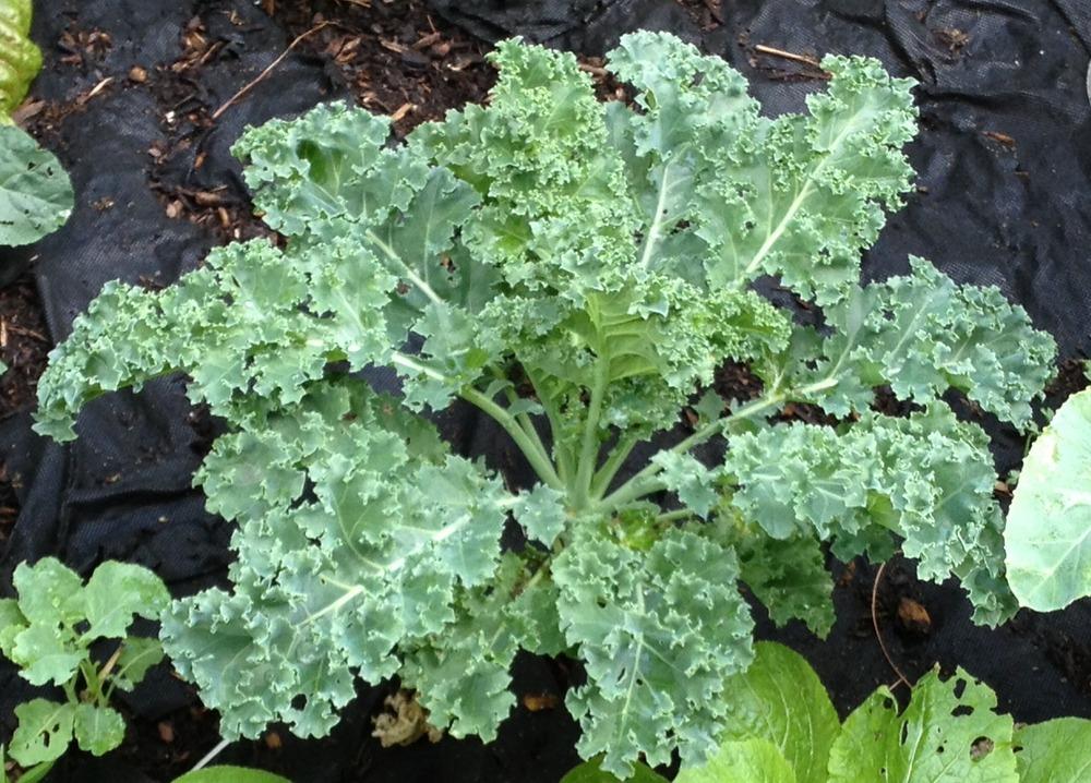 Kale (Brassica oleracea var. viridis 'Starbor') in the Brassicas