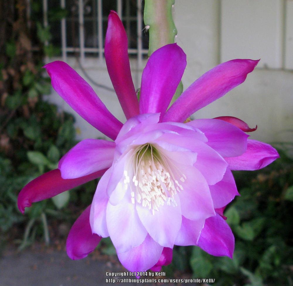 Epiphyllum Plant Care and Collection of Varieties