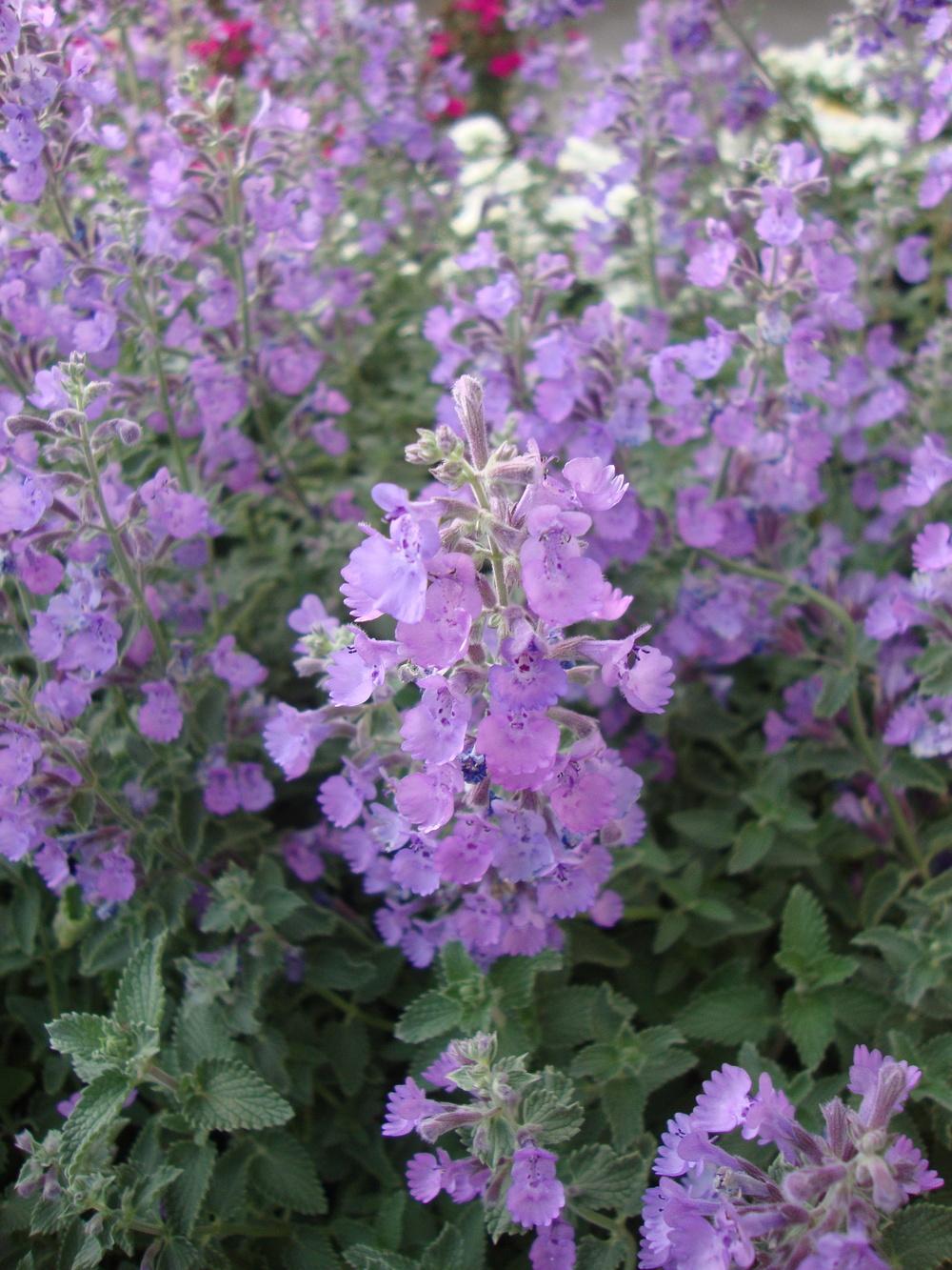 Catmints Plant Care and Collection of Varieties