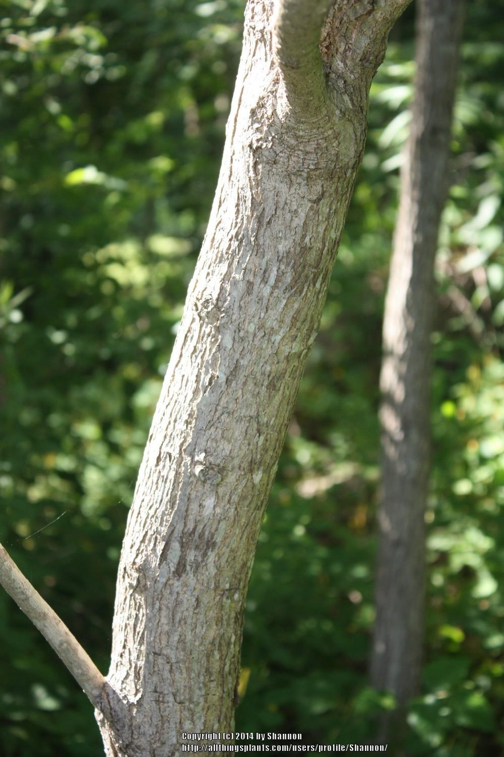 Photo Of The Stem Scape Stalk Or Bark Of Southern Catalpa Catalpa Bignonioides Posted By Shannon Garden Org