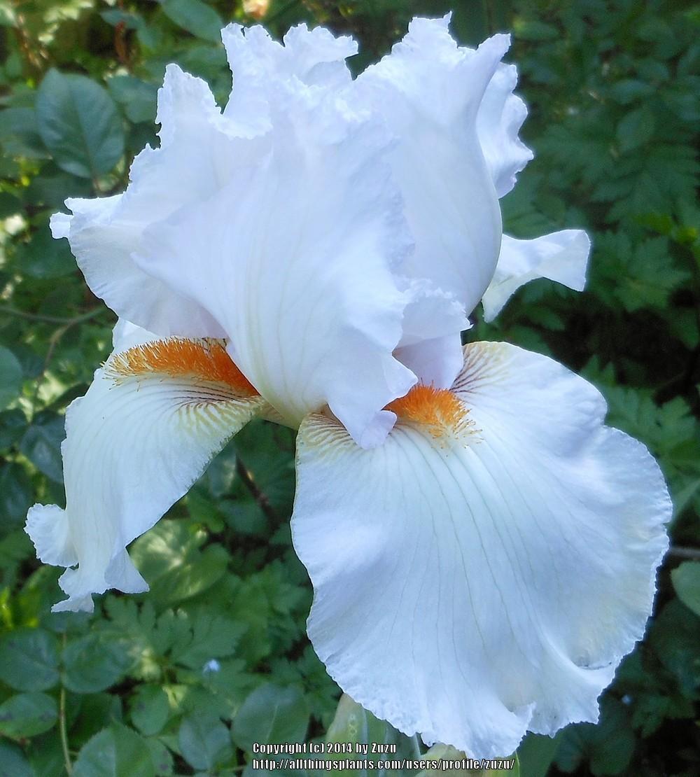 Tall Bearded Iris (Iris 'Summer Frost') in the Irises Database
