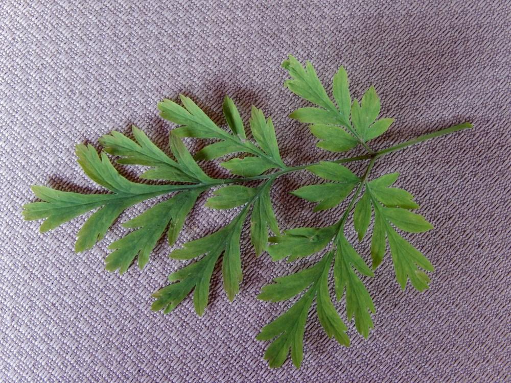 Photo of the leaves of Pacific Bleeding Heart (Dicentra formosa) posted