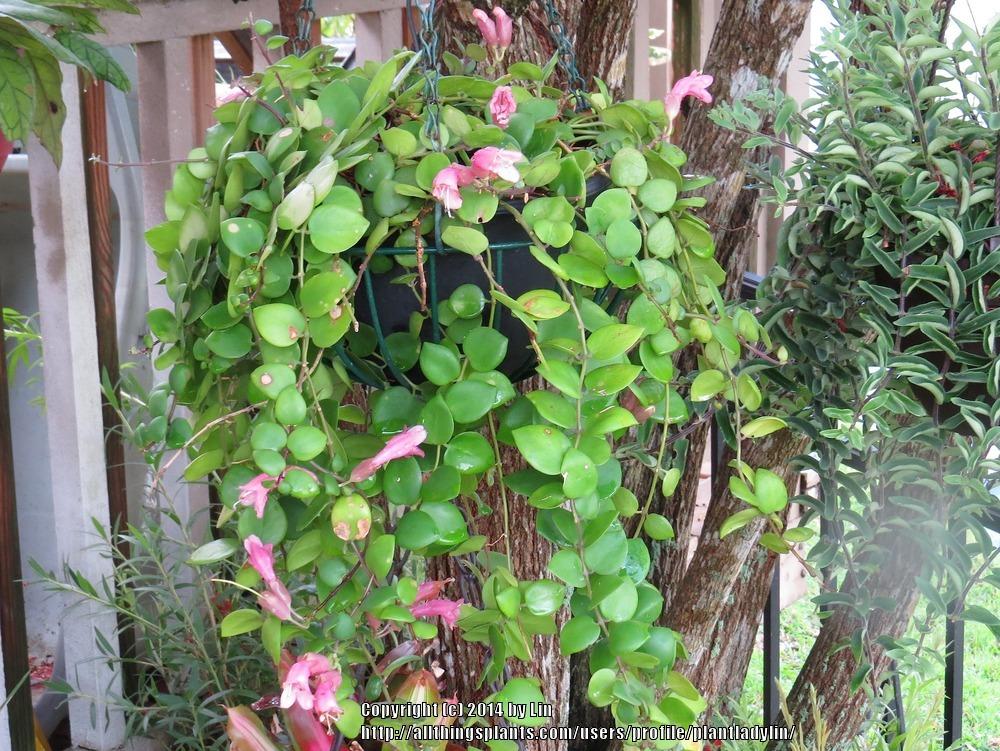 Photo of the entire plant of Lipstick Plant (Aeschynanthus 'Thai Pink