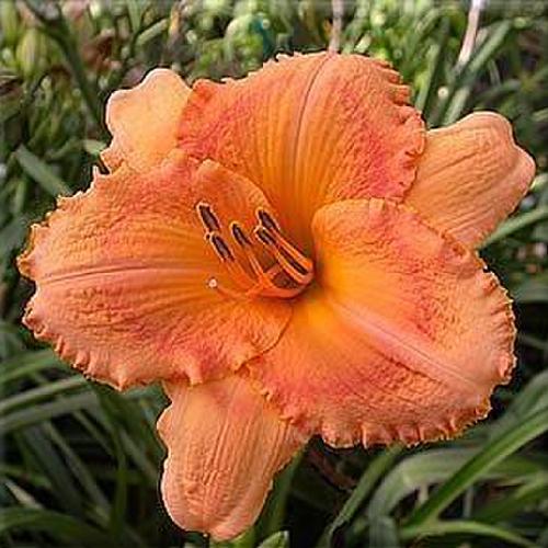 Daylily (Hemerocallis 'Burt Lancaster') in the Daylilies Database