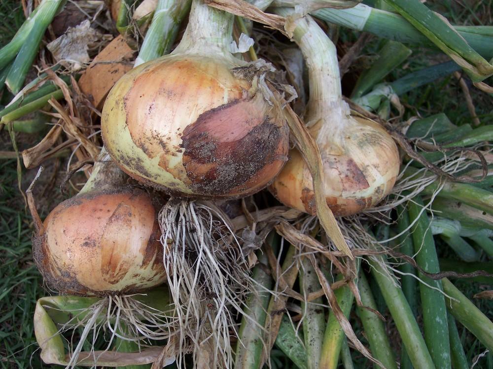 Onions Plant Care and Collection of Varieties