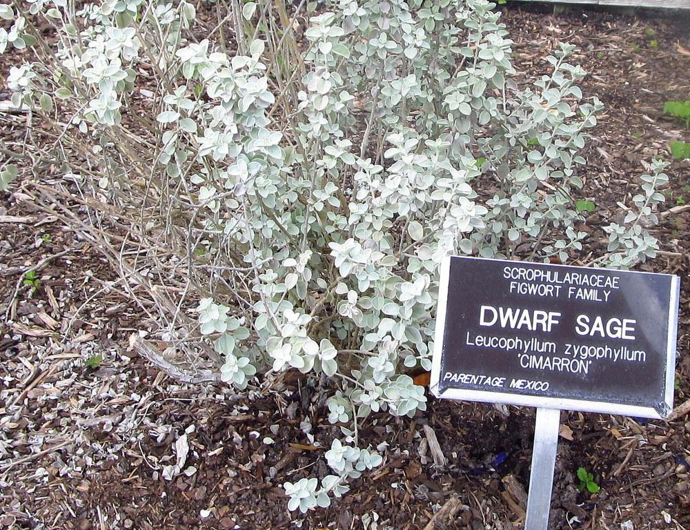Cimarron Dwarf Sage (Leucophyllum zygophyllum 'Cimarron')