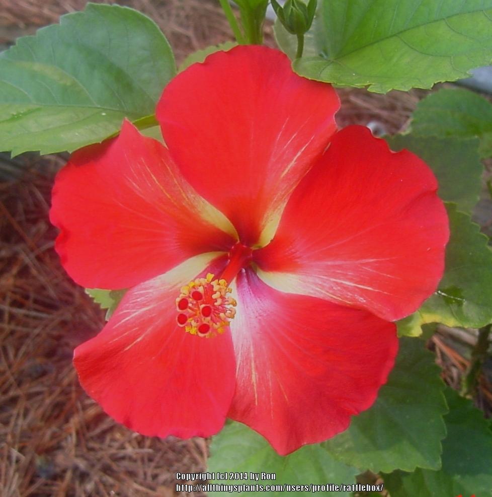 Photo of the bloom of Tropical Hibiscus (Hibiscus rosasinensis 'Starry Wind') posted by