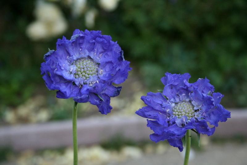 Photo of the bloom of Pincushion Flower (Lomelosia caucasica 'Fama