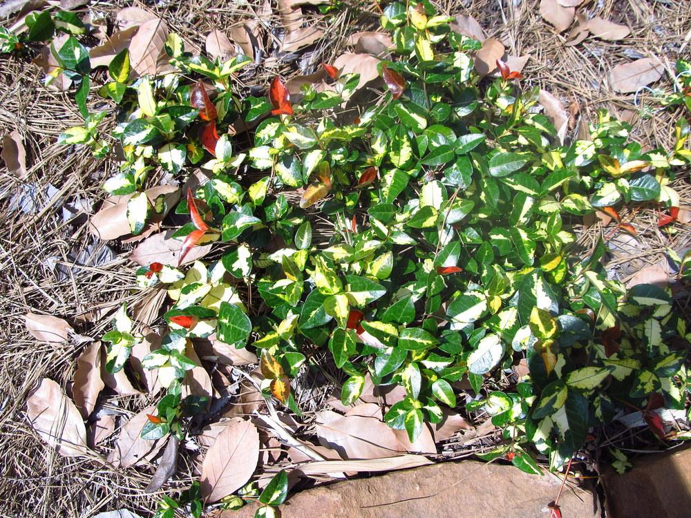 Photo of the entire plant of Asiatic Jasmine (Trachelospermum asiaticum
