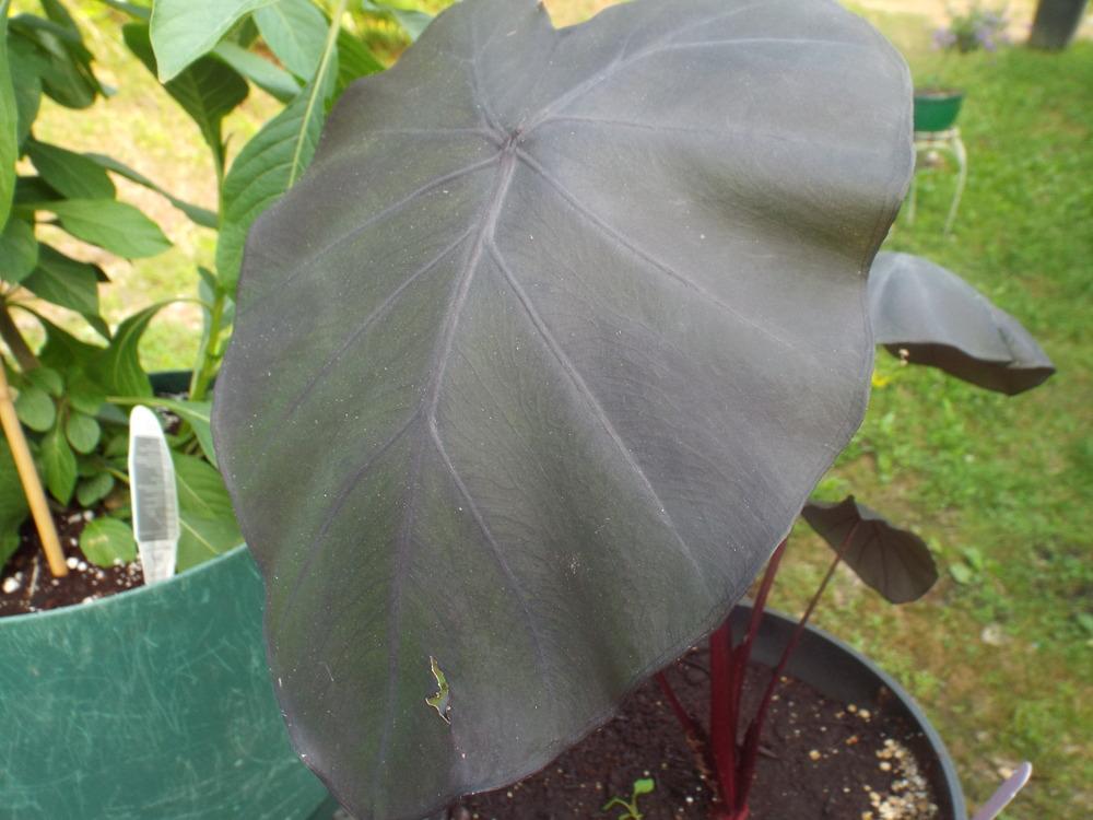 Elephant's Ear (Colocasia Dragon Heart Gigante) in the Elephant Ears