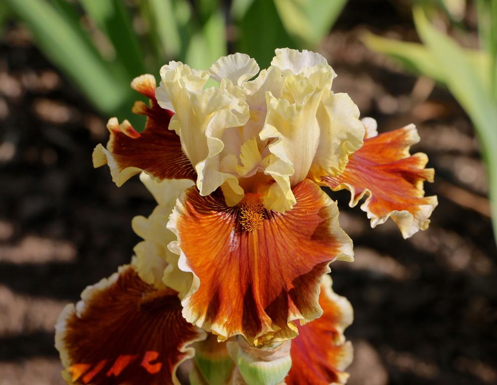 Photo of the bloom of Tall Bearded Iris (Iris 'Seasons in the Sun