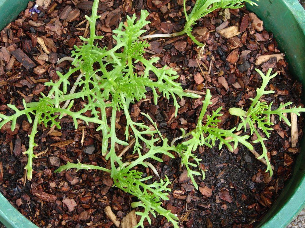 Photo of the seedling or young plant of Painted Daisy (Ismelia carinata