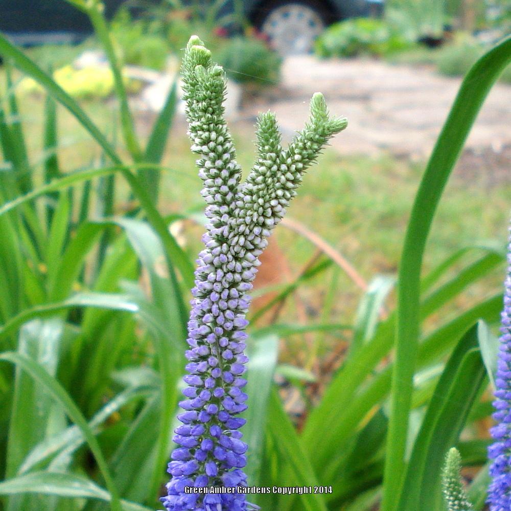 Veronicas Plant Care and Collection of Varieties