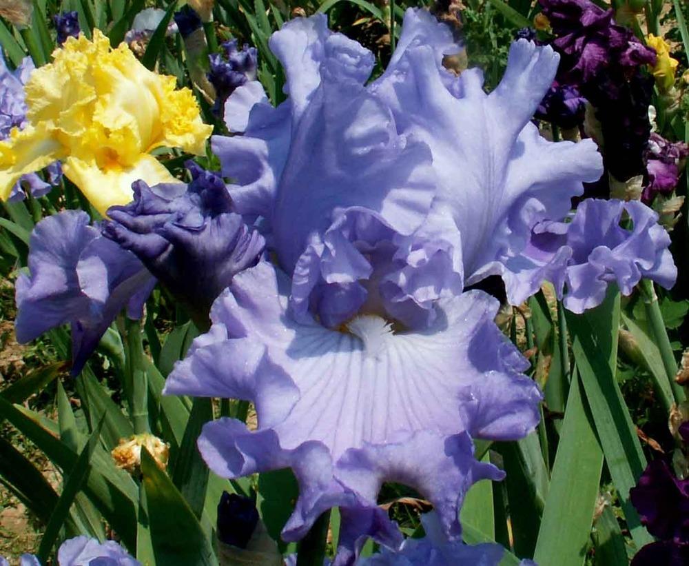 Tall Bearded Iris (Iris 'Miah Jane') in the Irises Database