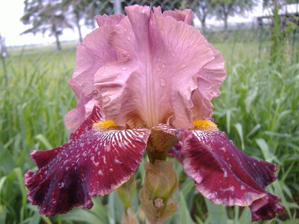Tall Bearded Iris (Iris 'Wise Wish') in the Irises Database