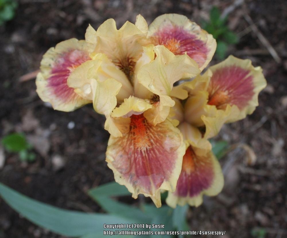Photo of the bloom of Standard Dwarf Bearded Iris (Iris 'Eye of the