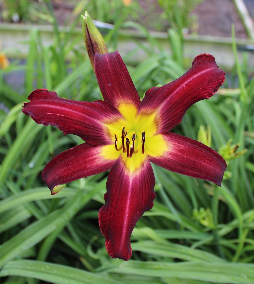 Photo of the bloom of Daylily (Hemerocallis 'Rainbow Butterfly') posted