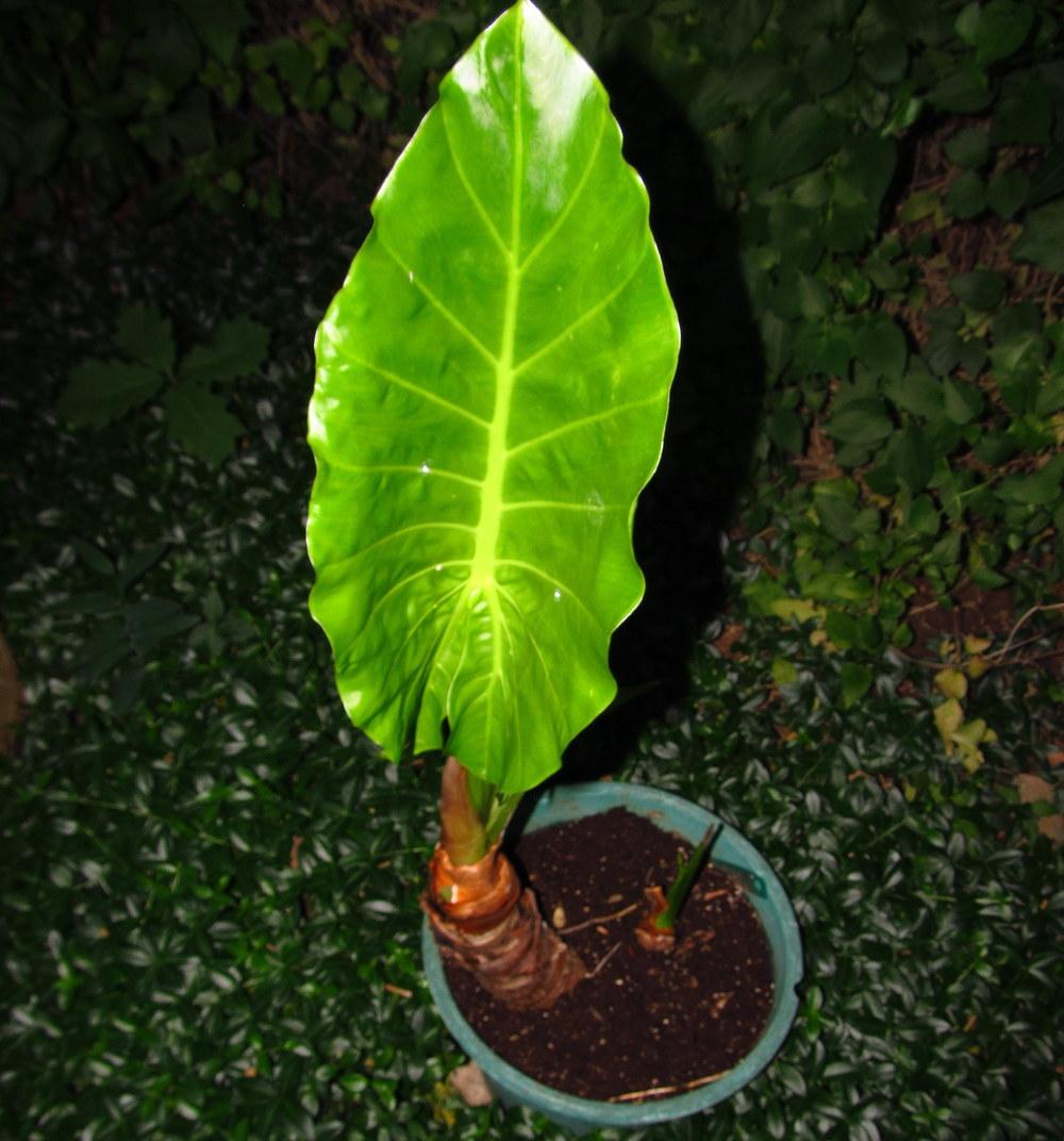 Photo of the emerging growth of Elephant's Ear (Alocasia 'Calidora