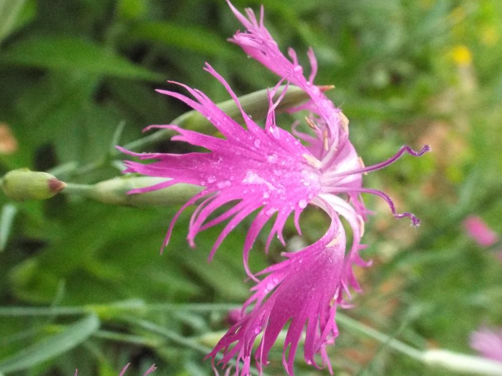 Photo of the bloom of Dianthus ‘Spooky Mix’ posted by poisondartfrog