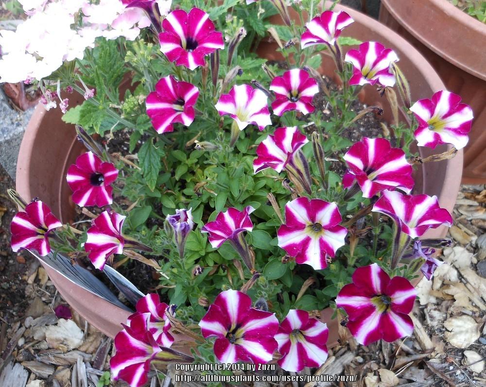 Photo of the entire plant of Miniature Petunia (Petunia Littletunia