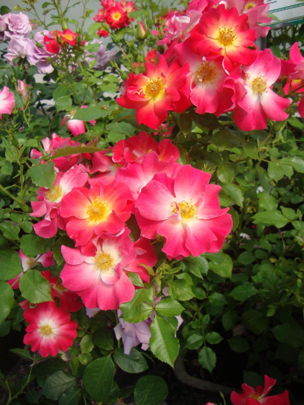 Photo of the bloom of Rose (Rosa 'Yabba Dabba Doo') posted by Paul2032